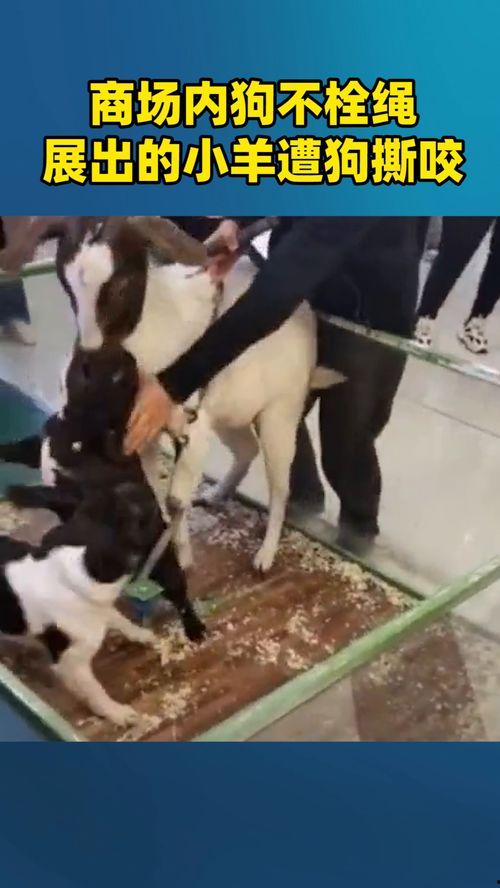 小羊爆料最新视频在线观看,精彩瞬间在线揭晓